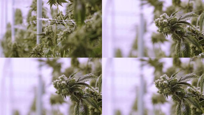 室内仓库货架上的成排的大麻植物聚焦于大芽