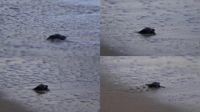 小海龟走向大海