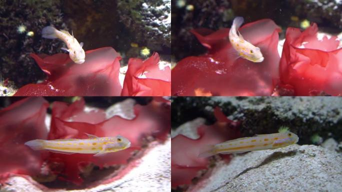 橙色斑点的卧铺虎鱼在水下游泳，沙筛鱼，来自印度洋的热带水族馆宠物