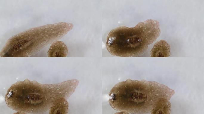 显微镜下的涡虫 (扁虫)。