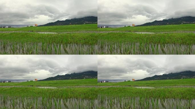 淡水河边公园的4k景观，有草和水坑水