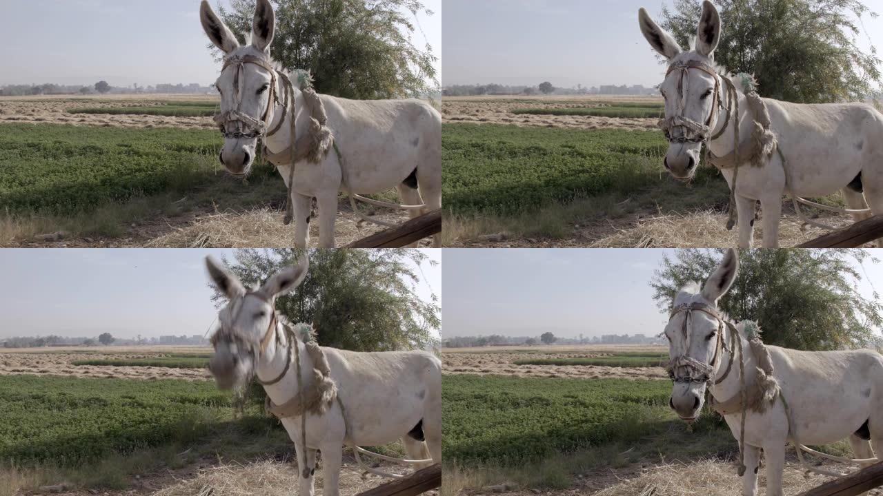 驴子，埃及卢克索