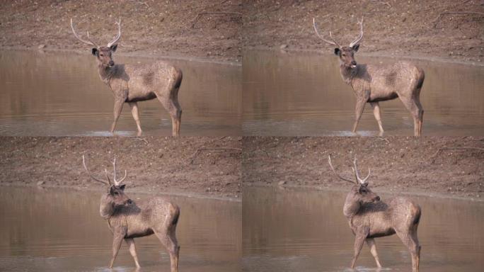 180p站在塔多巴水坑中的水鹿的慢动作侧视图
