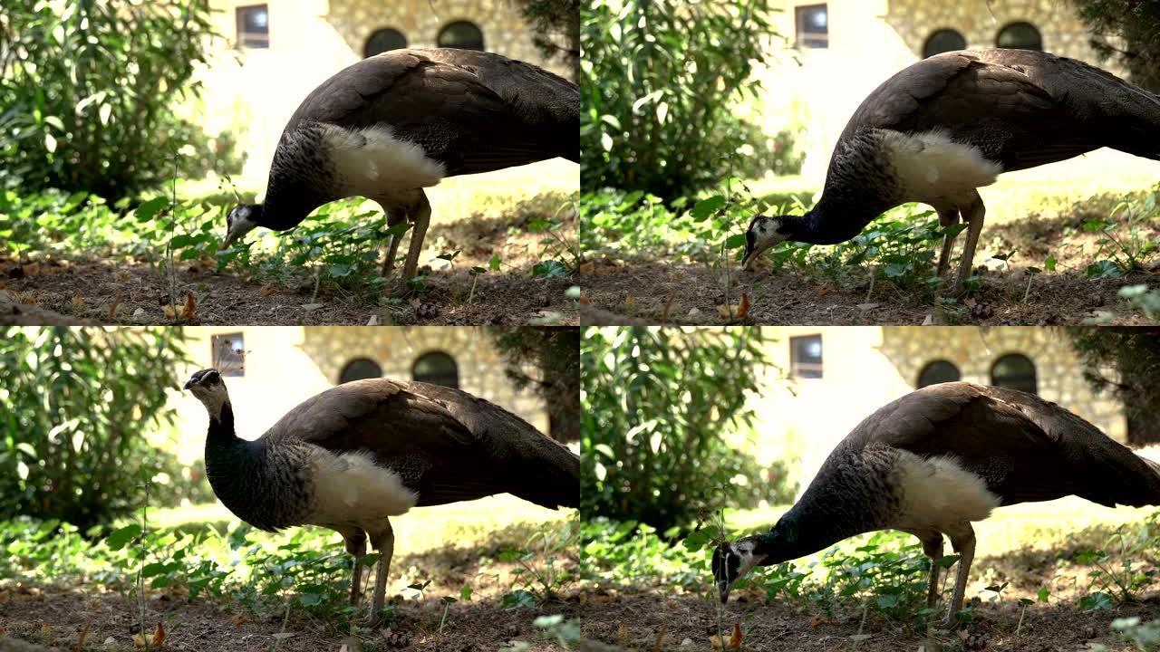 孔雀在院子里吃饭