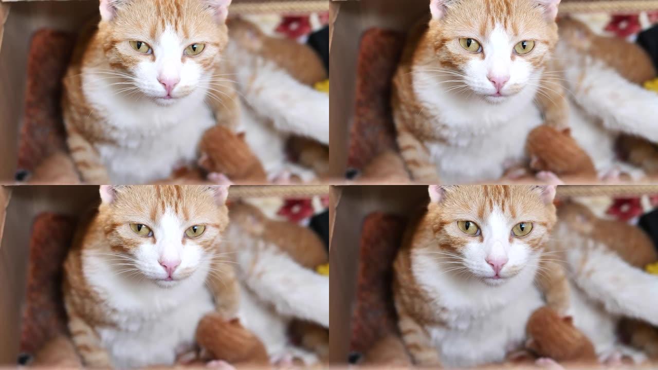 黄色母猫在喂她的小猫时盯着相机，4k镜头，慢动作。