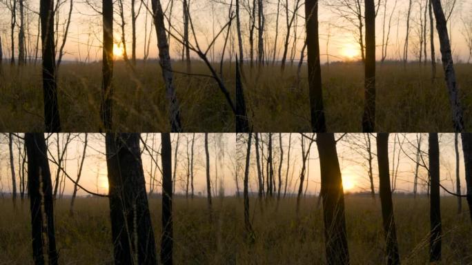 日落时的秋天森林。自然景观和背景