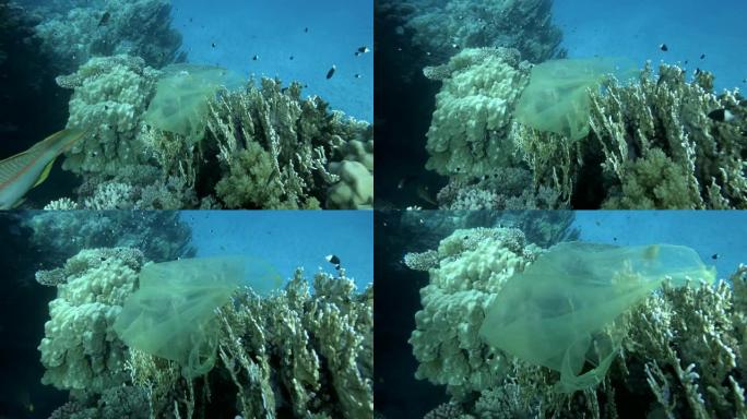 慢动作，黄色塑料袋挂在珊瑚礁上，一群鱼在蓝色的海水中游泳。海洋的塑料污染。塑料垃圾环境污染问题