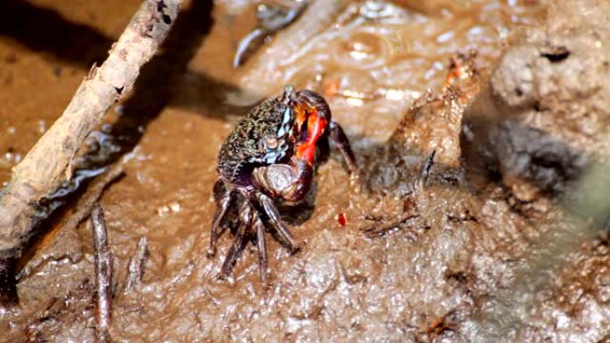 Sesarma mederi蟹在红树林植物的泥浆中食用食物
