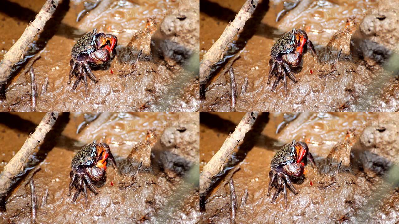 Sesarma mederi蟹在红树林植物的泥浆中食用食物