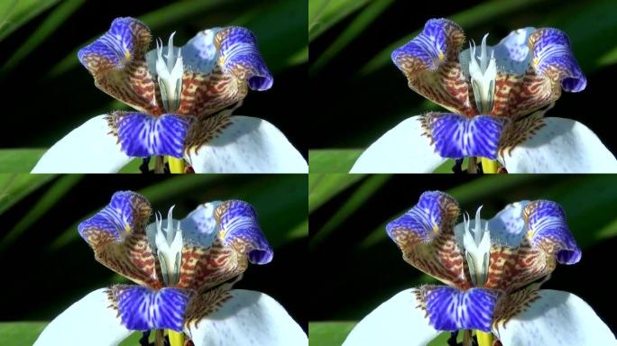 扇形鸢尾或使徒植物也称为步行鸢尾。白色鸢花细节。三叶虫或新假丝酵母菌。