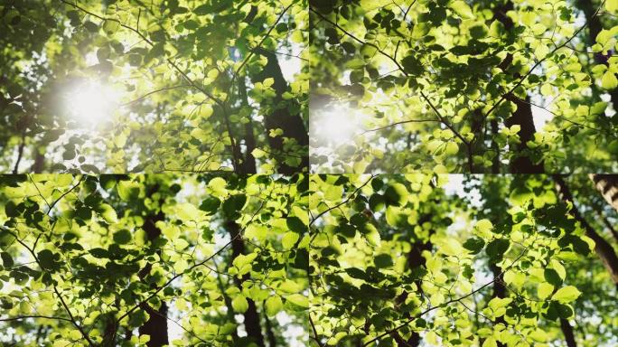 用太阳和镜头耀斑的光线跟踪树叶的拍摄