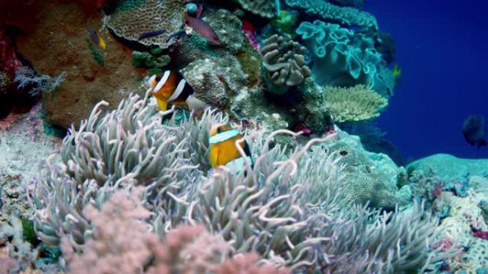 克拉克的海葵 (Amphiprion clarkii) 从其宿主海葵中窥视，特写