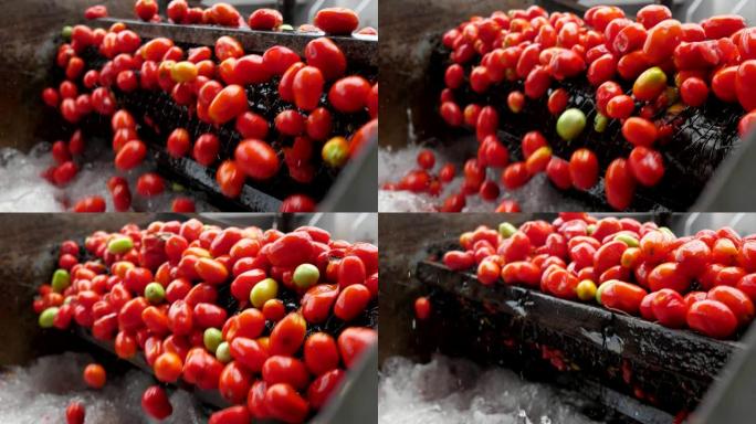 新鲜的红色西红柿在传送带上移动，并在slo-mo中落入水中
