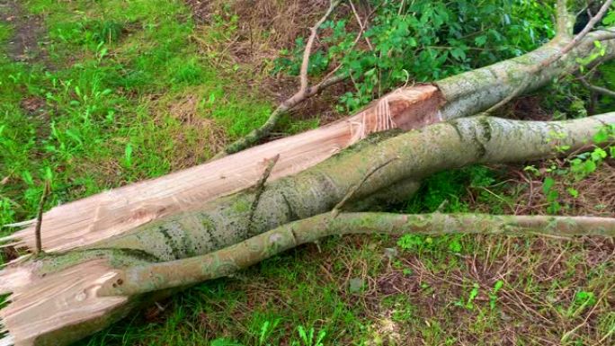 一场暴风雨过后，一只老桦树掉进了玉米田里。树的不同角度。