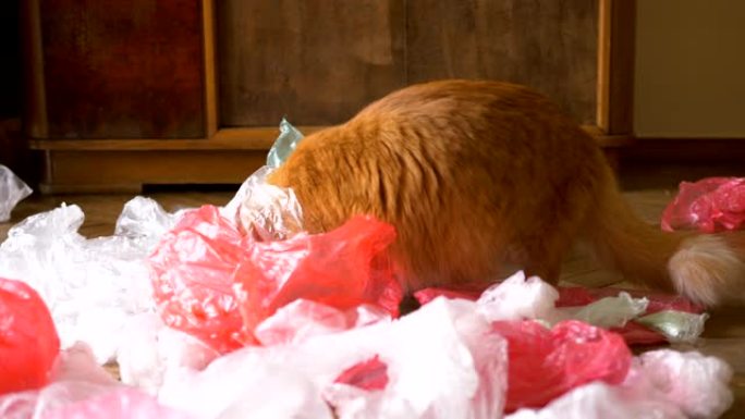 红发搞笑猫在家里玩一堆塑料袋在地板上分类塑料袋