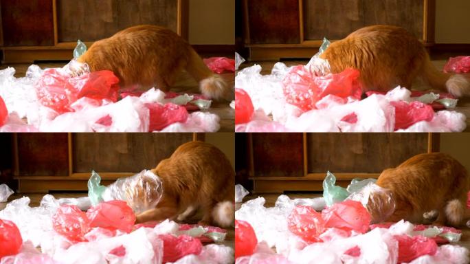 红发搞笑猫在家里玩一堆塑料袋在地板上分类塑料袋