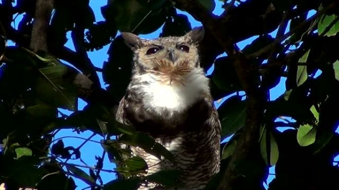 南美大角鸮 (Bubo virginianus nacurutu)