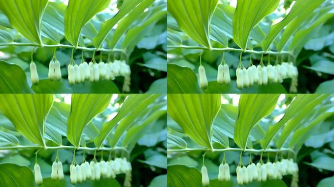 绿色植物的白色芽花