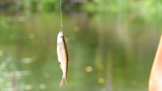 捕获的鱼悬挂在钓鱼线上的钩子上。钓鱼。慢动作