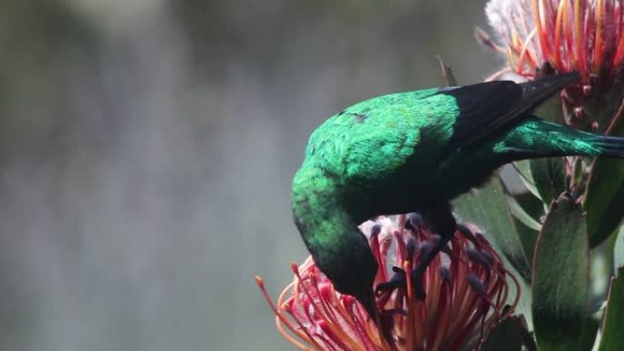 孔雀石太阳鸟以Protea为食