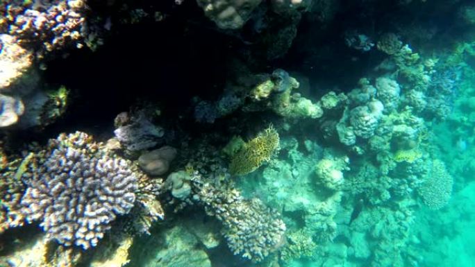 五颜六色的红海鱼类在珊瑚礁附近游泳。埃及。浮潜