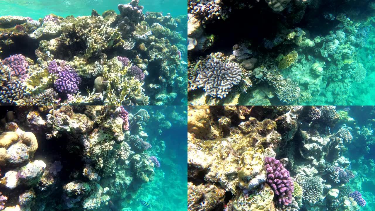 五颜六色的红海鱼类在珊瑚礁附近游泳。埃及。浮潜