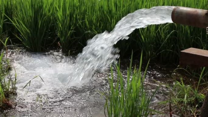强大的水从管道流入绿色的稻田。