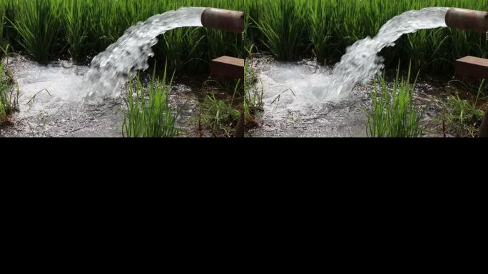 强大的水从管道流入绿色的稻田。