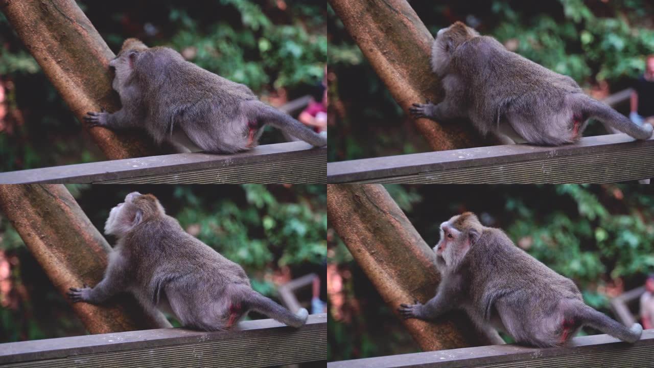 巴厘岛长尾猴在公园的树干上痒
