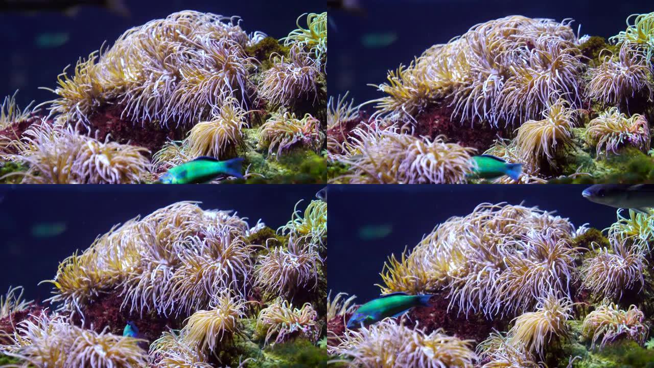 彩色海葵和珊瑚礁水下潜水