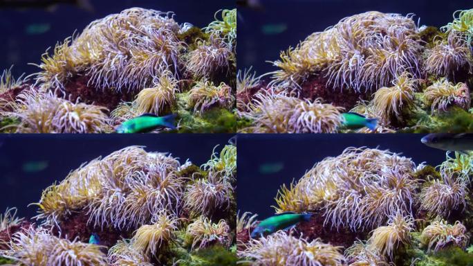 彩色海葵和珊瑚礁水下潜水