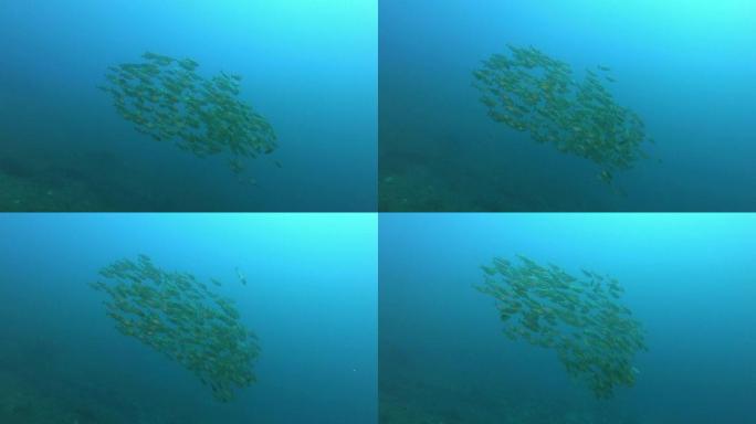 萨勒马鱼学校-马略卡岛的水肺潜水