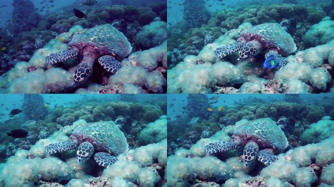 玳瑁 (Eretmochelys imbricata) 在水下食用珊瑚，濒临灭绝的物种