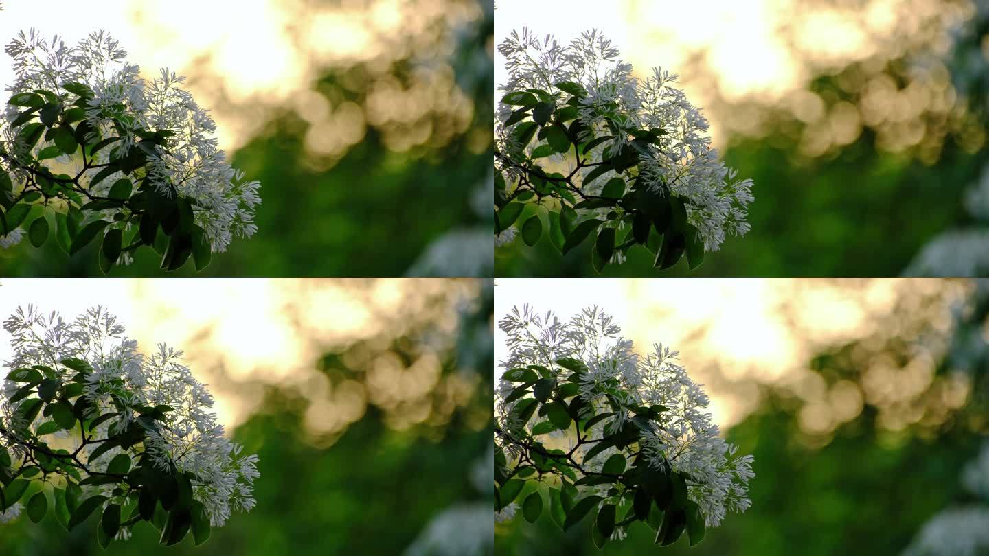 春天夕阳下的白色流苏树