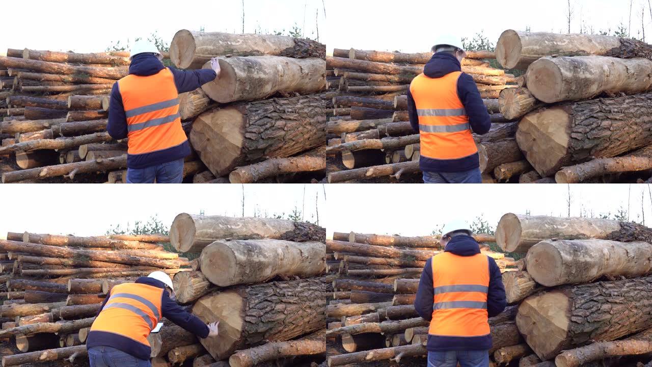 Acaucasian man forester检查森林的质量和砍伐原木的厚度，工业