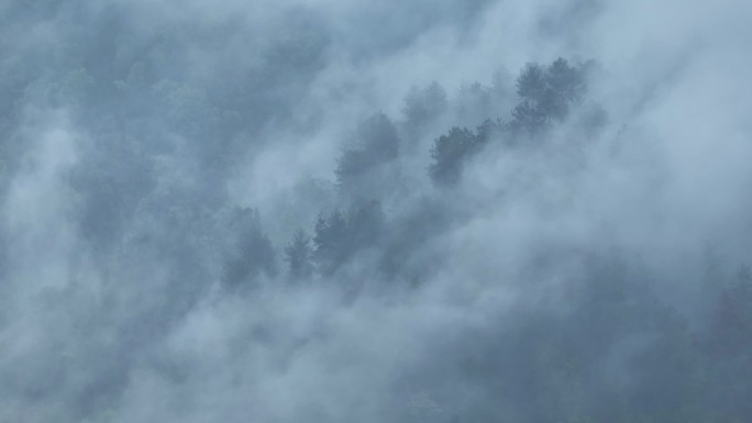 4K正版-航拍雾气中的山谷森林01