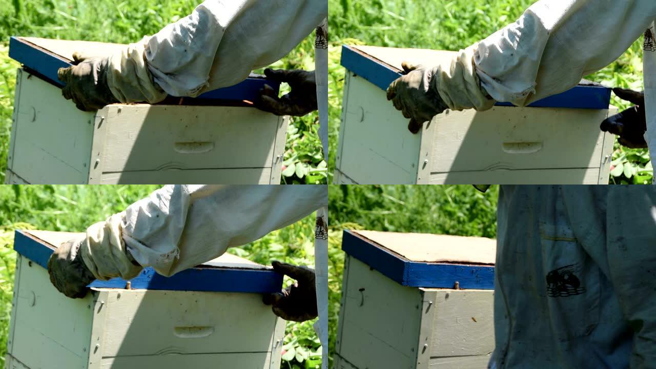 养蜂人调整蜂巢顶部，以便新蜜蜂可以进入蜂巢