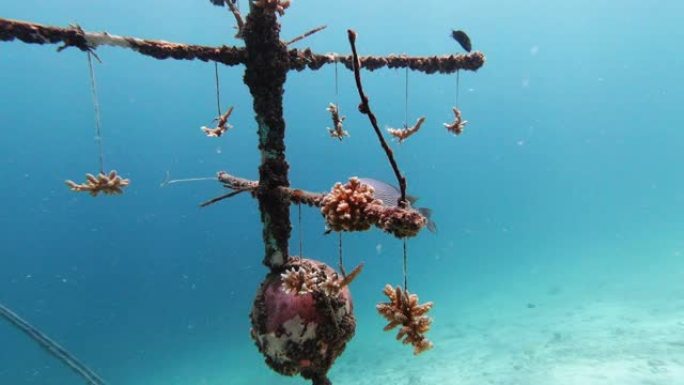 水下珊瑚苗圃人工鱼礁生长幼珊瑚环境保护工程
