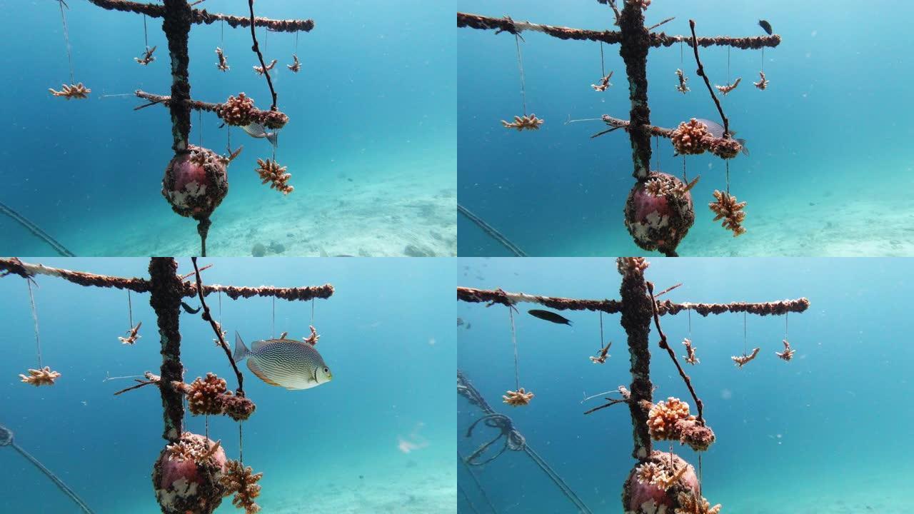 水下珊瑚苗圃人工鱼礁生长幼珊瑚环境保护工程