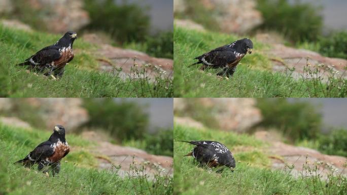 南非在地面上觅食的jack狼秃鹰 (Buteo rufofuscus)