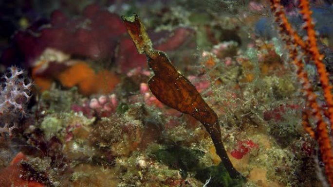 一条健壮的鬼Pipefish藏在珊瑚礁中