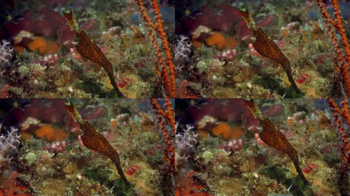 一条健壮的鬼Pipefish藏在珊瑚礁中