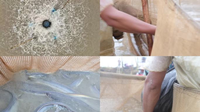 农业鳗鱼养殖之一