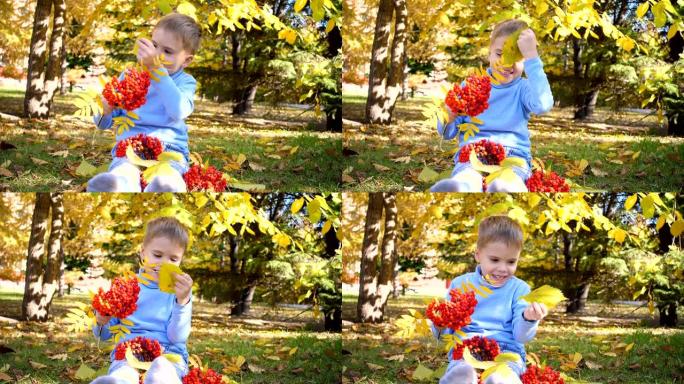 秋天公园里的一个孩子快乐地玩耍和大笑，他玩黄叶和罗文浆果。公园里阳光明媚的秋日。户外娱乐