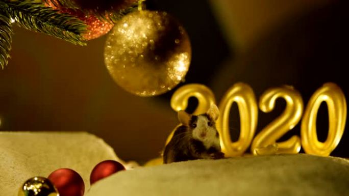 在新2020年的风景背景下，灰色老鼠坐在圣诞树下吃饭。