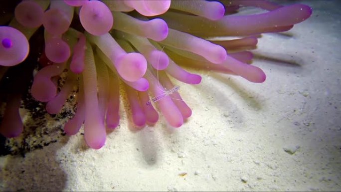 海葵与小虾近距离接触。海葵上的一种长臂清洁虾。