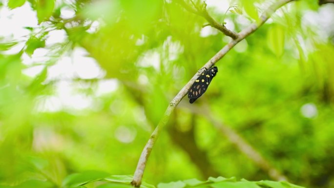 立夏 夏天 蝉鸣 微风