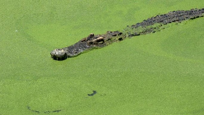 漂浮在水中寻找猎物的大型鳄鱼早上在公共沼泽中寻找食物，以录像作为证据。