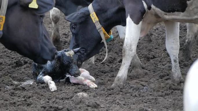 奶牛产犊。母牛舔着她刚出生的小牛。