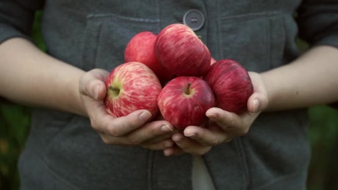 关闭女性的手，手握少数成熟的新鲜红苹果。收获时间。